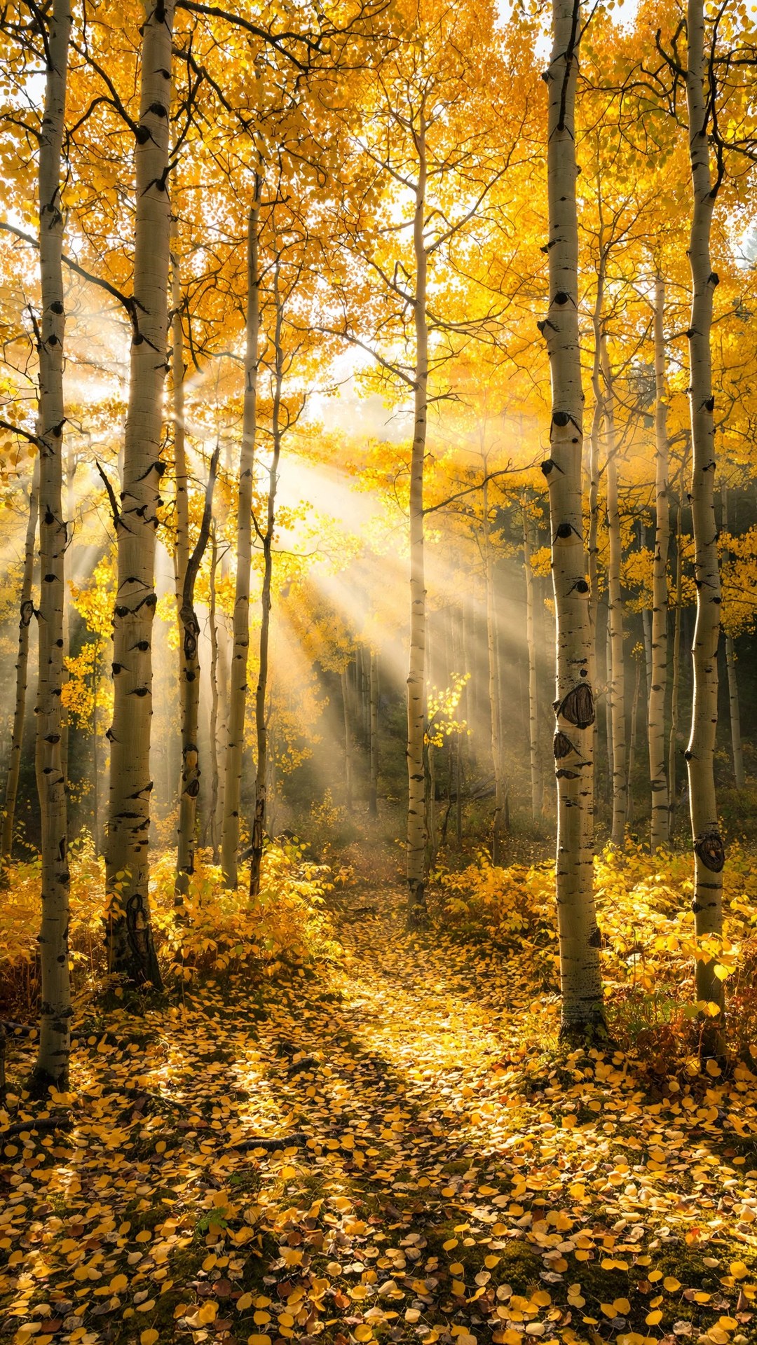 Golden Aspen Grove Wallpaper — Free Nature Wallpaper