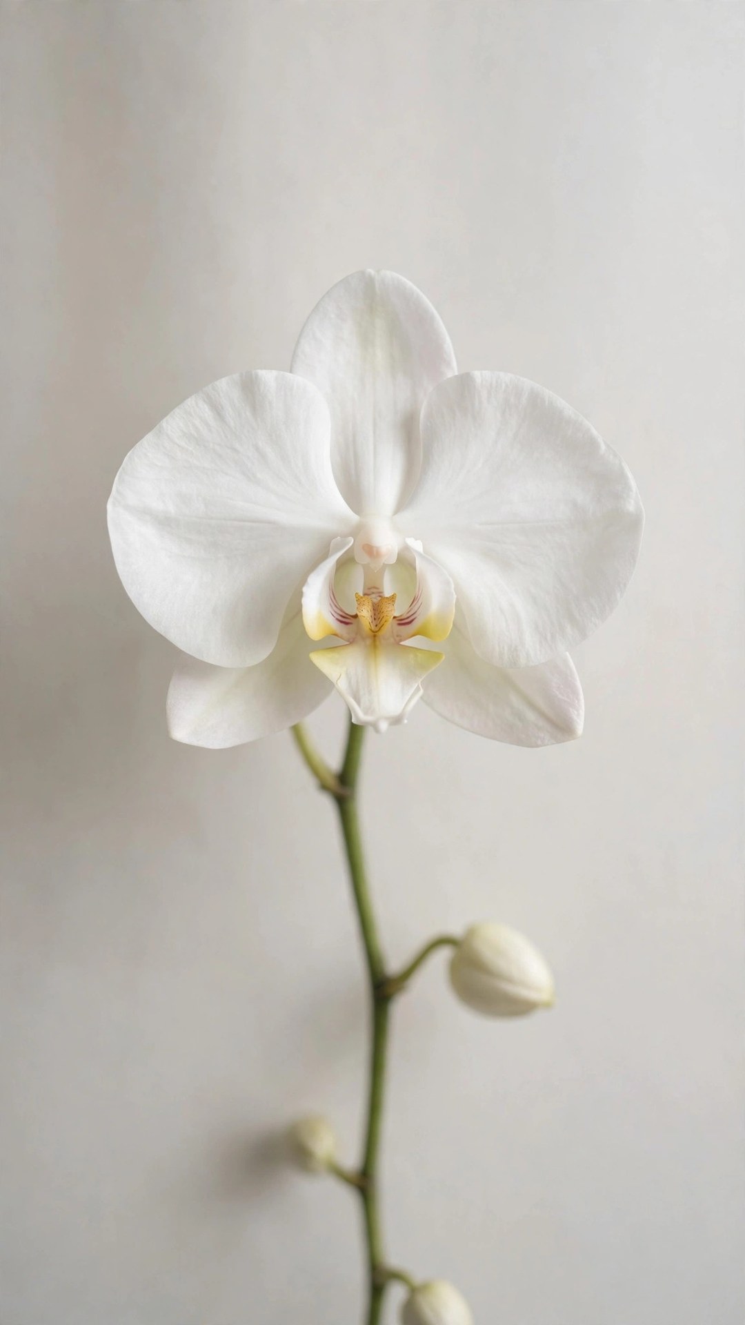White Orchid Minimal Wallpaper — Free Botanical Wallpaper